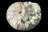 Iridescent, Fossil Ammonite (Discoscaphites) - South Dakota #155426-1
